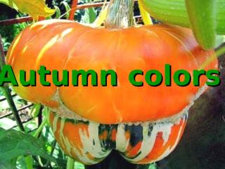 Autumn colors (NXPowerLite).pps